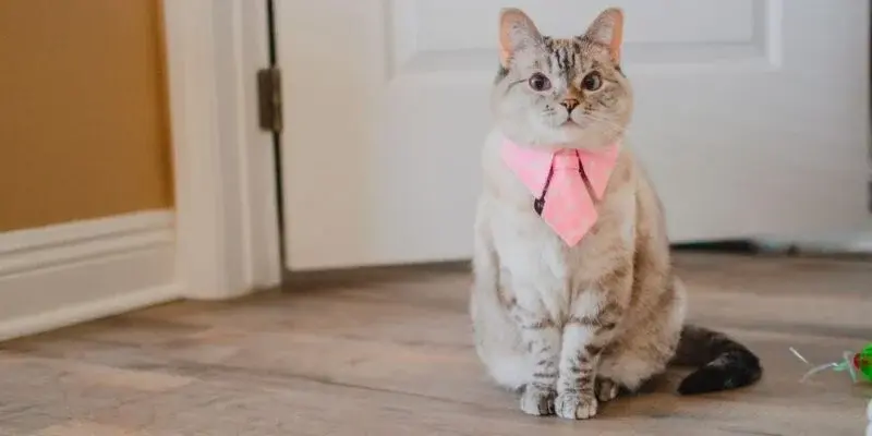 Meet Nala Cat: The Instagram Star with a Ton of Fo - Tymoff