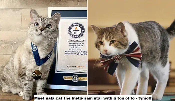 Meet Nala Cat: The Instagram Star with a Ton of Fo - Tymoff