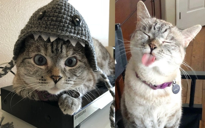 Meet Nala Cat: The Instagram Star with a Ton of Fo - Tymoff