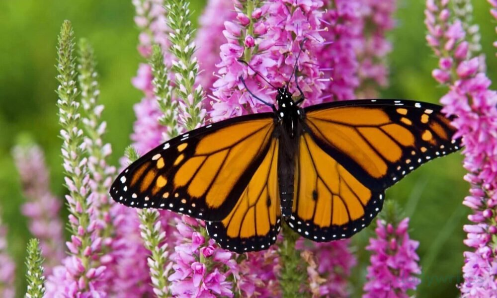 Monarch Butterfly