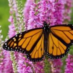 Monarch Butterfly