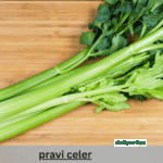 Pravi Celery